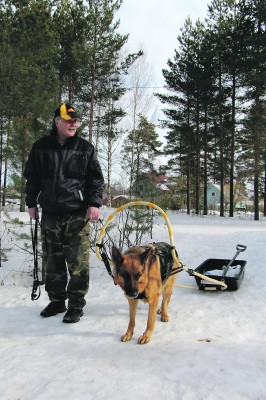 Pertti Vuolle valjasti Martta-hauvansa ahkiota vetämään. Polkujen varsilta kerätyt koirien ulosteet on näppärä kuskata ahkiossa roskikseen. Martta nauttii puuhasta, sillä se pääsee purkamaan kierroksella energiaansa.