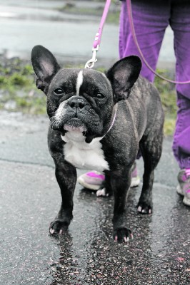 Kuusivuotias ranskanbulldoggi Mörkö pääsee Ylöjärvellä vapaaksi vain sisätiloissa. Koirapuisto korjaisi tilanteen.