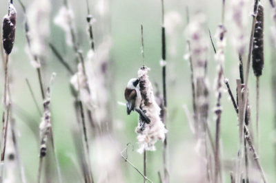 Helinin Ilmarinjärvellä havaitsema pussitiainen on Suomessa harvinainen laji, mutta Virossa pussitiaisia pesii jo muutama sata. Lintu rakentaa oksasta roikkuvan pesäpussin osmankäämin siemennukasta. (Lintukuvat: Jukka T. Helin)