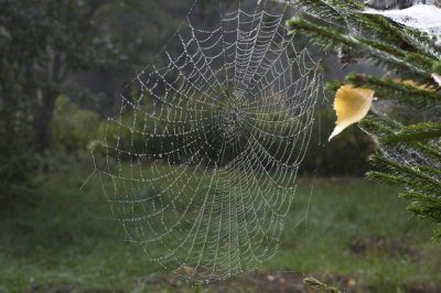 Juhani Latoniemi on kuvannut mitä moninaisimpia aiheita mitä moninaisimmin välinein ja tekniikoin. Syynä on vaihtelun kaipuu ja se, että täytyy tehdä, mitä tilataan. Lisäksi mies on halunnut osoittaa, että vanhatkin tekniikat toimivat ja ettei työn laatu ole laitteesta vaan tekijästä kiinni. Näyttelyn kuvista osa on canvas-tauluja, osa vedoksia. (Kuvat: Juhani Latoniemi)