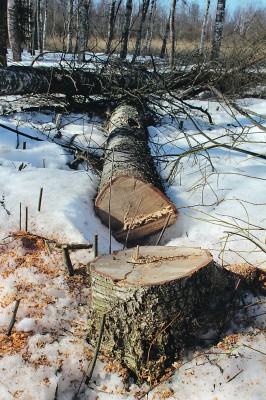 Metsien hakkuita ja raivauksia on hyvä tehdä talvella.