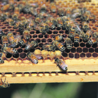 Mehiläislivessä seurataan mehiläispesän elämää