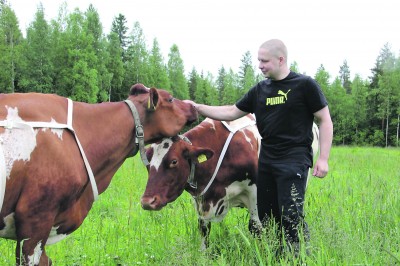 Denise-lehmän (vas.) pään alta kurkkiva Onnetar on Markku Poikelispään karjan kirkkaimpia tähtiä. Lehmämamma on tuottanut yli 130 000 kiloa maitoa ja poikinut kymmenen kertaa. Ammujien kelpaa nautiskella tilalla saamastaan hyvästä hoidosta.