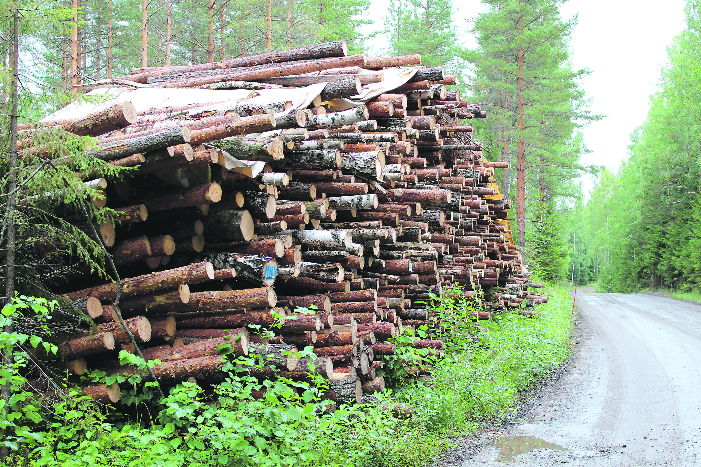 Metsään voi luottaa - Ylöjärven Uutiset