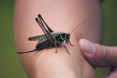 Komean kokoinen niittyhepokatti tohti käydä hetkeksi poseeraamaan Marko Moilasen käsivarrelle. Näitäkin hyönteisiä Ahveniston luonnossa piisaa.