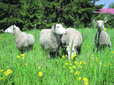 Laiduntavat lampaat muuttavat karunkin maiseman kauniiksi (arkistokuva).