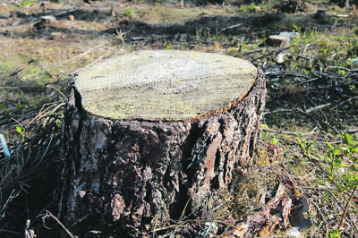 Puun kaatamisen jälkeen tontille ongelmaksi jää enää kanto. Sen poistaminen onnistuu helpoiten kantojyrsintäkoneella.