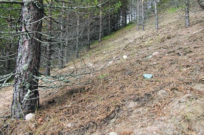 Spiraalimaisissa jonoissa kasvavien puiden juureen levitetään ravinteikasta maata alueilla, joilla puut ovat kasvaneet huonosti.