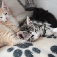 Ensikodista uuteen elämään – Satu Hakalan kautta on kulkenut satoja apua tarvitsevia kissoja