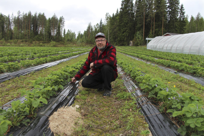 mansikanviljely, mansikka, viljelijä, Jokisen mansikkatila, viljely