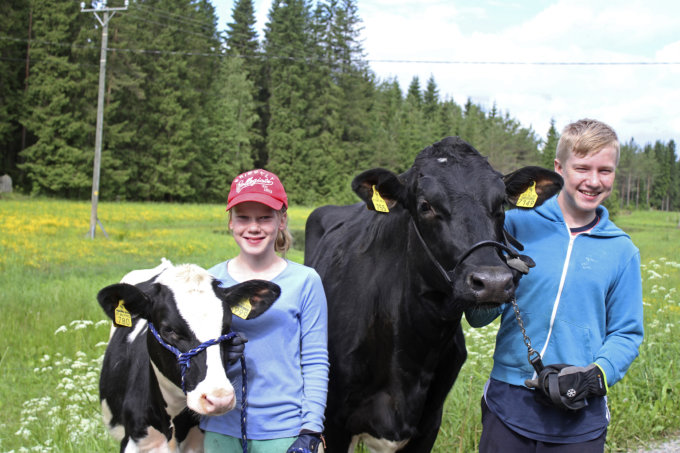 Junior Handler, maatalousnäyttelyt, Okra, maatalous