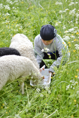 Yli-Rantalan leirikeskuksessa kesälomaansa viettävät myös lähi-tilalta kotoisin olevat lampaat.  – Desilitra kauraa päivässä yhtä lammasta kohti, valotti ruokintahommissa ollut Elias Friman.