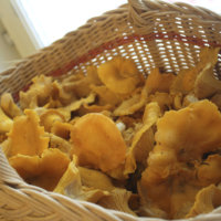 Kaipaatko sienineuvoja tai jonkin lajin tunnistusta? Sieninäyttely ensi viikonloppuna S-marketilla