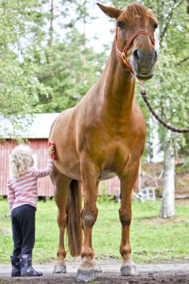 Venla Hangasmaa ja Pluusi-suomenhevonen olivat sulassa sovussa hoitopaikalla. Hevonen nautti harjailusta niin, että sen silmät painuivat kiinni.