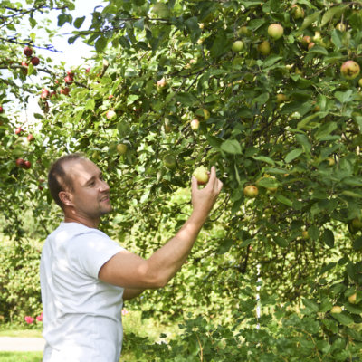 Tommi Tapion ja Susanna Nikkasen pihalla on kuusi omenapuuta, joista yksi on talvilajike. – Tämä on muuten huippu omena, Tapio sanoo Huvitus-lajikkeesta.