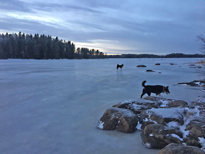 aurejärvi