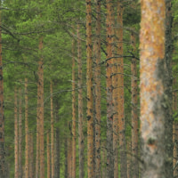 Metsähallitus lannoitti Pohjois-Kurun metsiä