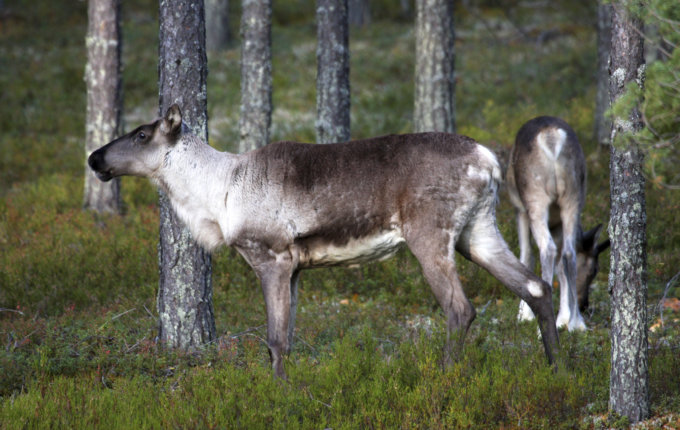 metsäpeura