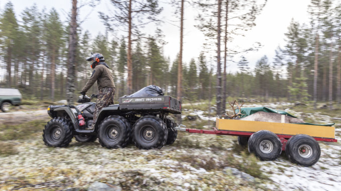 Seitseminen, metsäpeura, (Kuva: Tiina Mäkelä)