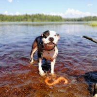 Mihin uimaan koiran kanssa? – Unto ja Sylvi testasivat kaupungin parhaat polskimispaikat