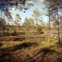 Suomen luonnonsuojeluliiton Pirkanmaan piiri vaatii Ylöjärvellä sijaitsevan Riuttaskorven hakkuita keskeytettäväksi