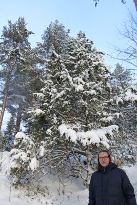 kataja, Tapio Lehtiniemi, rauhoitettu kataja, luonnonmuistomerkki, (kuva: Iiria Lehtinen)