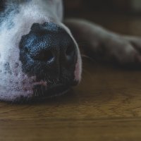 Vinkit pauketta pelkäävän koiran omistajalle: Lenkille tuplavarmistus, kotiin turvallinen tila