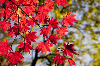 autumn-leaves-2789234