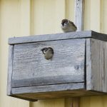 Linnunpöntöllä voi auttaa kolopesijöitä ja tuoda uutta eloa pihapiiriin – pesimäpaikoista on Suomessa pulaa