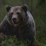 Pohjois-Hämeessä saa kaataa yhden karhun poikkeusluvalla