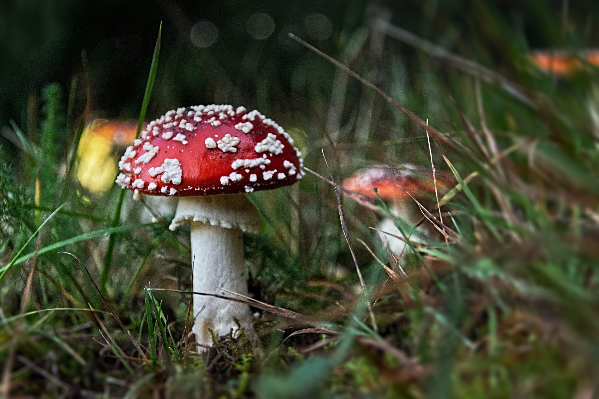Eksyminen ei ole sienestäjän ainoa riski – joka vuosi hoidettavana on myrkyllisiä sieniä syöneitä sienestäjiä