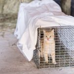 Pirkanmaata riepottelee kissakriisi, kun leikkaamattomista kissoista syntyy kymmenpäisiä populaatioita: ”Vastaanotettujen kissojen määrä on nyt yhtä suuri kuin koko viime vuonna”
