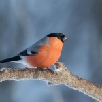 Näkyykö pihallasi talvehtivia lintuja? BirdLifen Pihabongauksessa koko perhe voi tarkkailla lintuja tunnin ajan ja ilmoittaa havainnoistaan