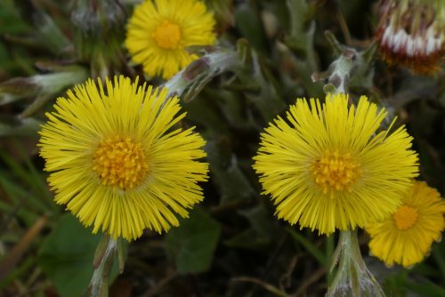 coltsfoot-4941058_1920