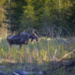 Hirvieläinten metsästys käynnistyy pohjoisessa, muualla Suomessa alkaa vahtimismetsästys