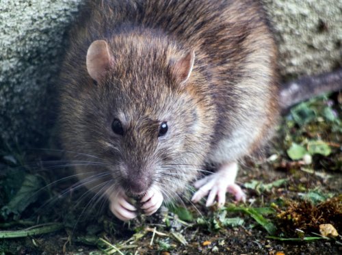 Rottia on havaittu Haaviston pientaloalueella kesästä lähtien. Niille kelpaa maasta löytyvä ravinto. Kuva: Unsplash