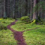 Tiitiäisen metsä on helppokulkuinen retkeilyalue, jolla on mielenkiintoinen tausta – Katso kuvagalleria