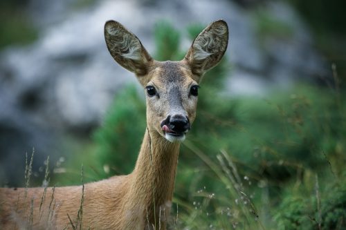roe-deer-4589923_1920