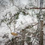 Sään lauhtuminen ja painava lumi voivat aiheuttaa ongelmia sähkönjakelulle – Leppäkosken Sähkö lisää valmiusastetta