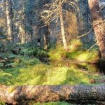 Pirkanmaalle saatiin viime vuonna 388 hehtaaria uusia yksityisiä luonnonsuojelualuita – Tällaista metsää voi hakea METSO-suojeluohjelmaan, josta maksetaan korvausta