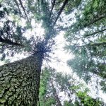 Luontokadon torjunta vaatii metsänsuojeluverkoston kolminkertaistamista Pirkanmaalla