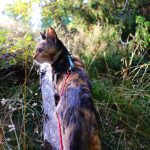 Maanantaina 8.8. vietetään kissanpäivää – Suojaa ulkoileva kissa kesäisiltä vaaroilta