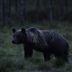 Lukupaketti: Ylöjärveläiset kuvasivat karhuja Kuhmossa, palautetta ratikkapysäkeistä, kuvagalleria Vuorentaustan kirppiksistä…