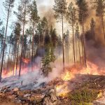 Metsähallitus kulottaa metsää maanantaina Petäjäjärvellä – Savua on havaittavissa runsaasti seuraavina päivinä