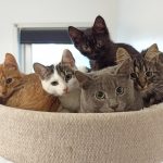 Valtava loukutusoperaatio Ylöjärven maaseudulla lähenee loppuaan, yli sata kissaa on pian kotia vailla – Eläinsuojeluaktiivi Pia Viirolalla on yksi viesti kissanomistajille