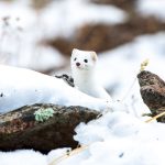 Suomen ankara talvi koettelee eläimiä – Selviytymiskeinoja on monia