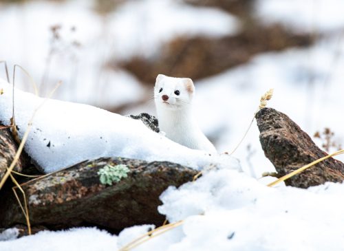 long-tailed-weasel-6842629_1920