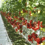 Suomessa keinovalolla kasvatettu tomaatti saattaakin olla vastuullisin valinta – Pitääkö kuluttajan saada kotimaisia tomaatteja myös talvella?