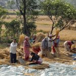 Matka Nepalin maaseudulla osoittaa, että ilmastotoimia tarvitaan – uusimpana vitsauksena tuholaiset