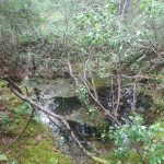 Pienvesien tilaa kartoitetaan Pirkanmaalla – Tavoitteena pienvesien tilan parantaminen